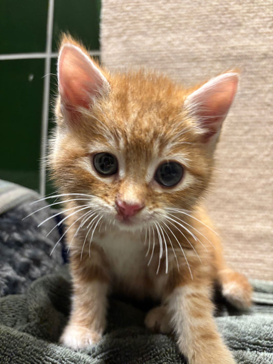 Fresh Start Essentials