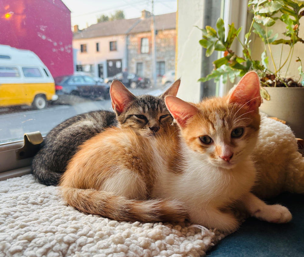 Beaker & Petri