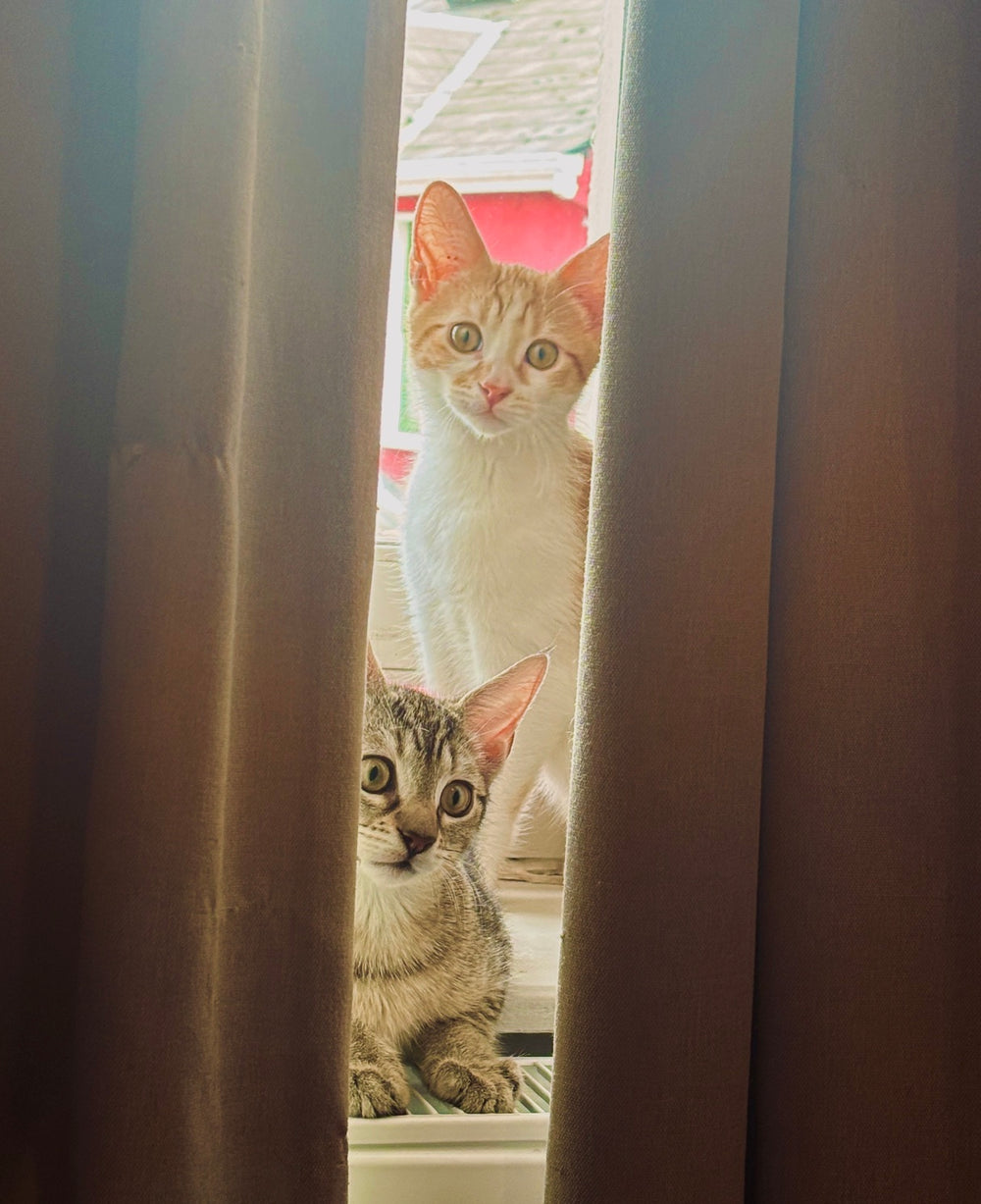 Beaker & Petri