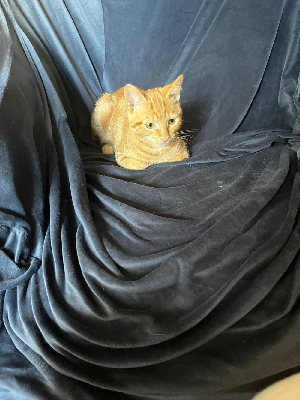 The Biscuits