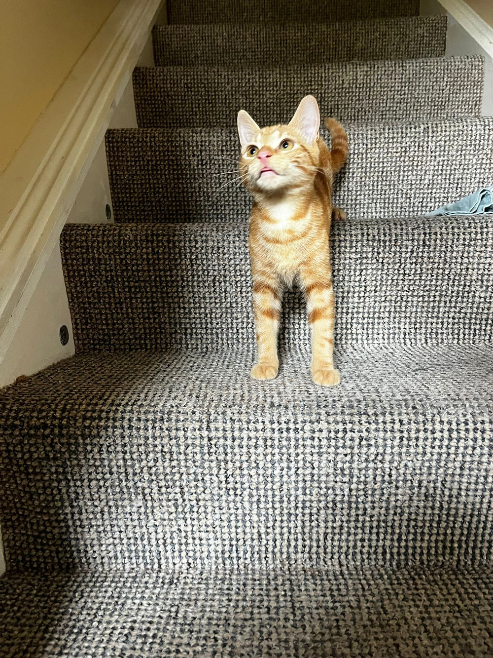The Biscuits