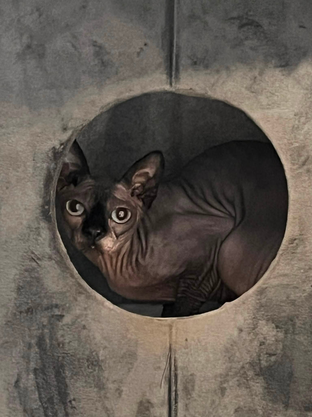 Lylla