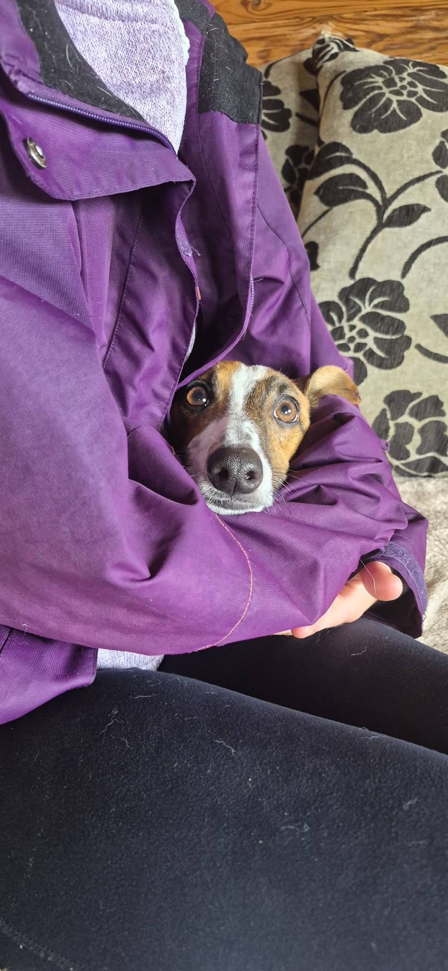 Midge