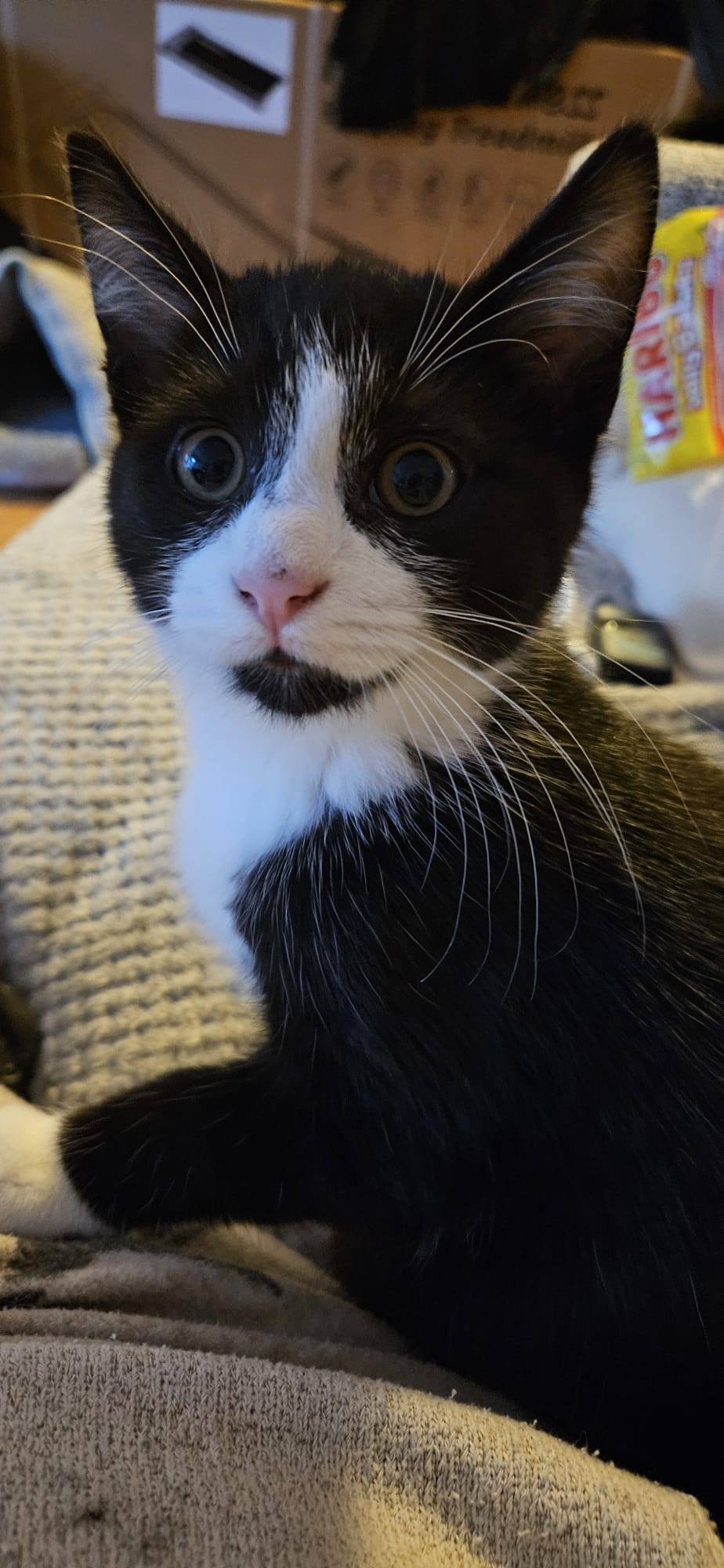 Thimbleberry and Mulberry