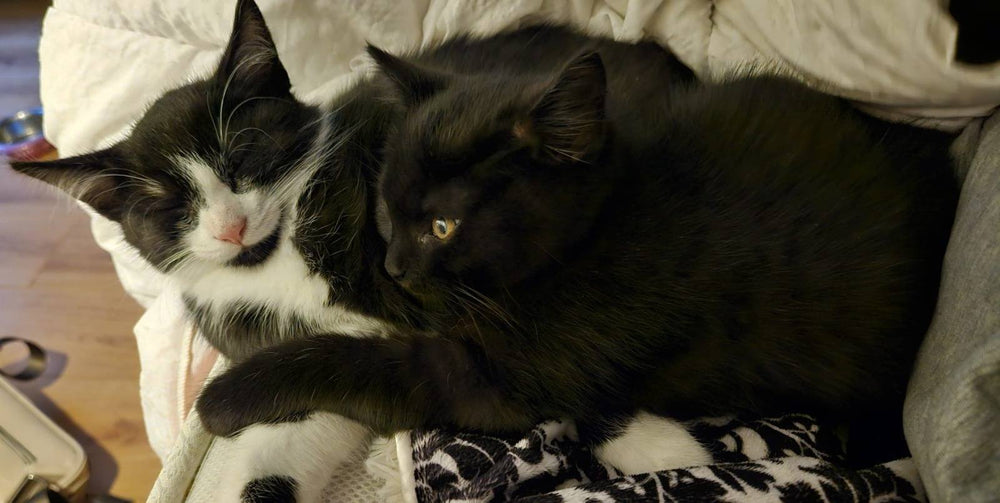 Thimbleberry and Mulberry