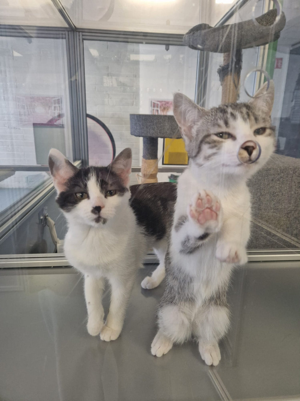 Salsa & Marmalade