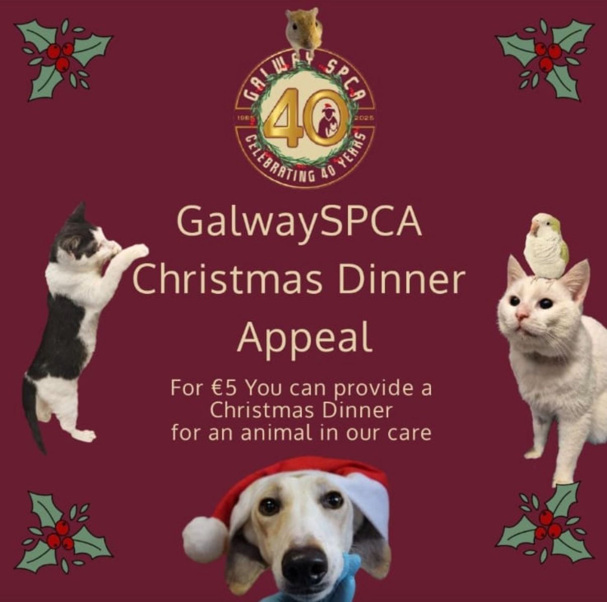 🎄 Christmas Dinner Appeal 🎄