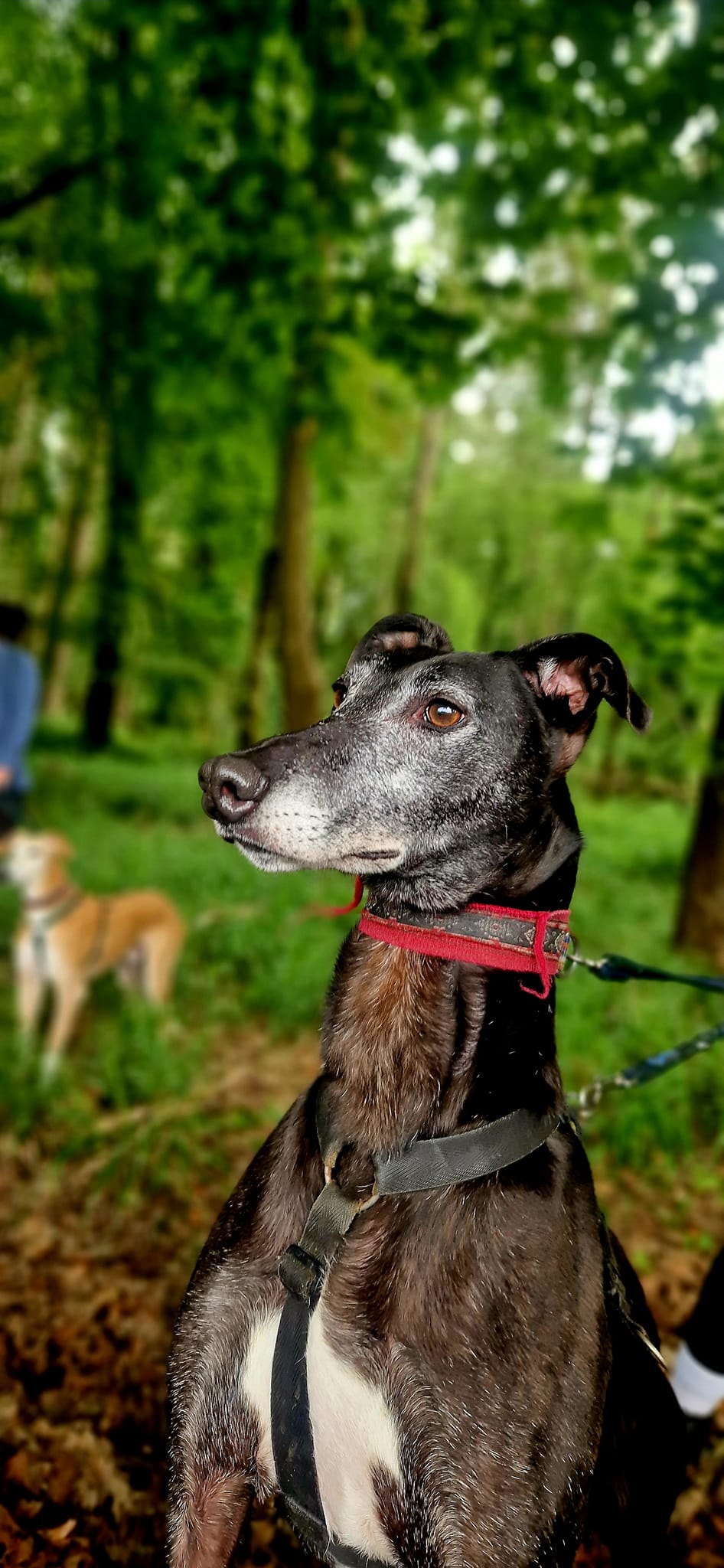 Sighthounds