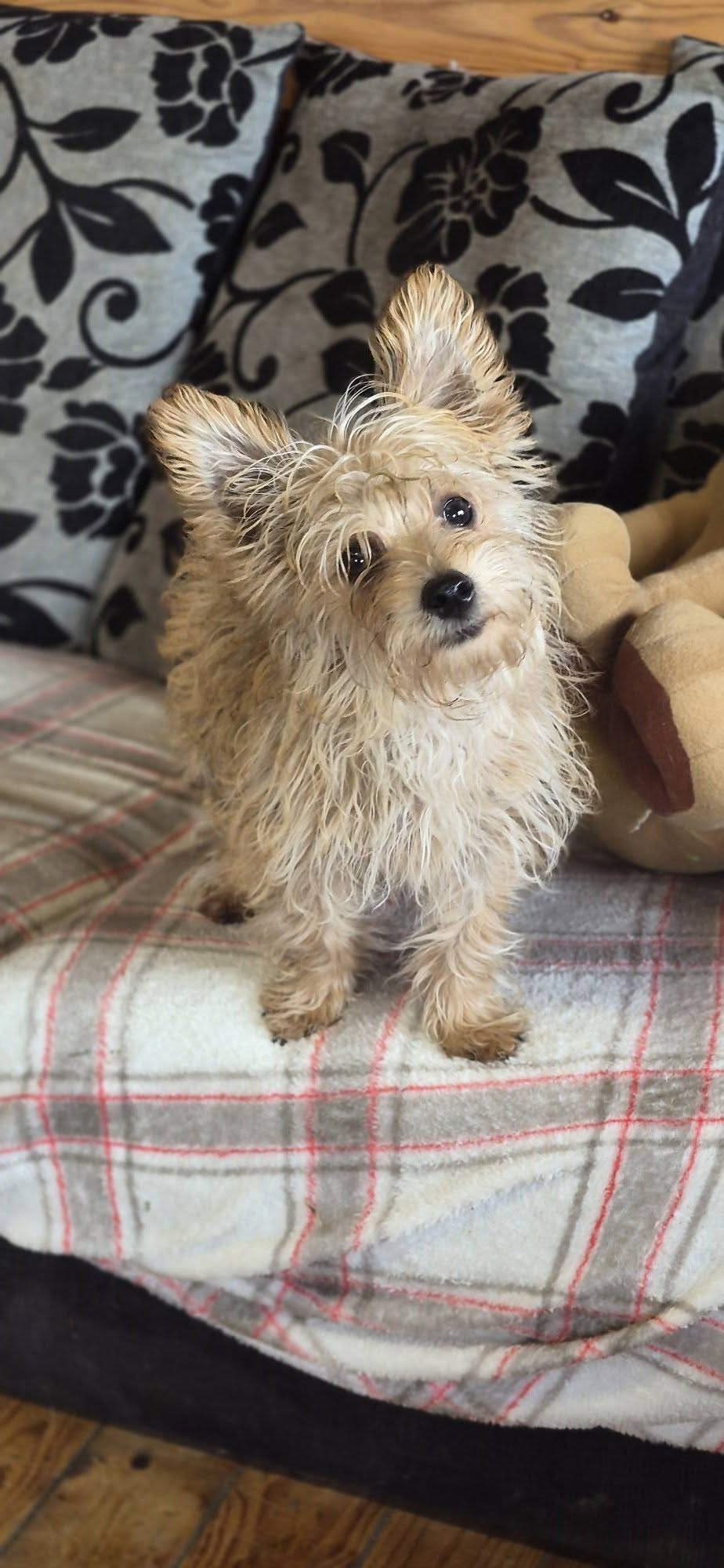 Pipkins
