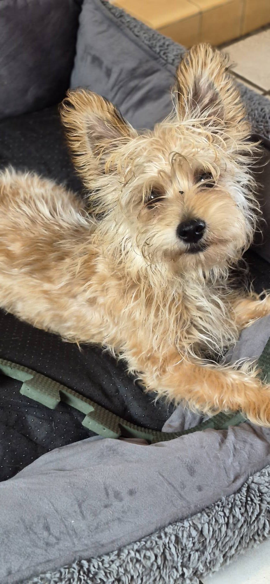 Pipkins