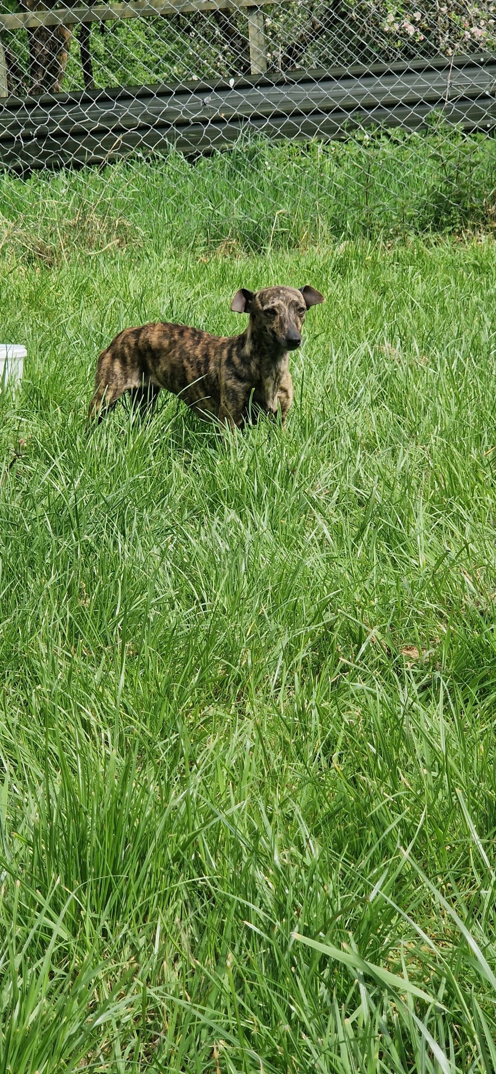 Rafa