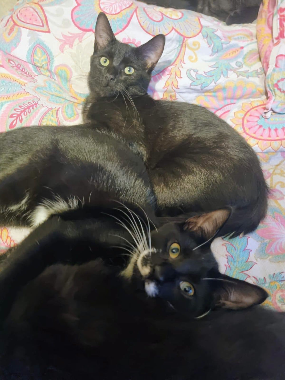 Rip & Tuna