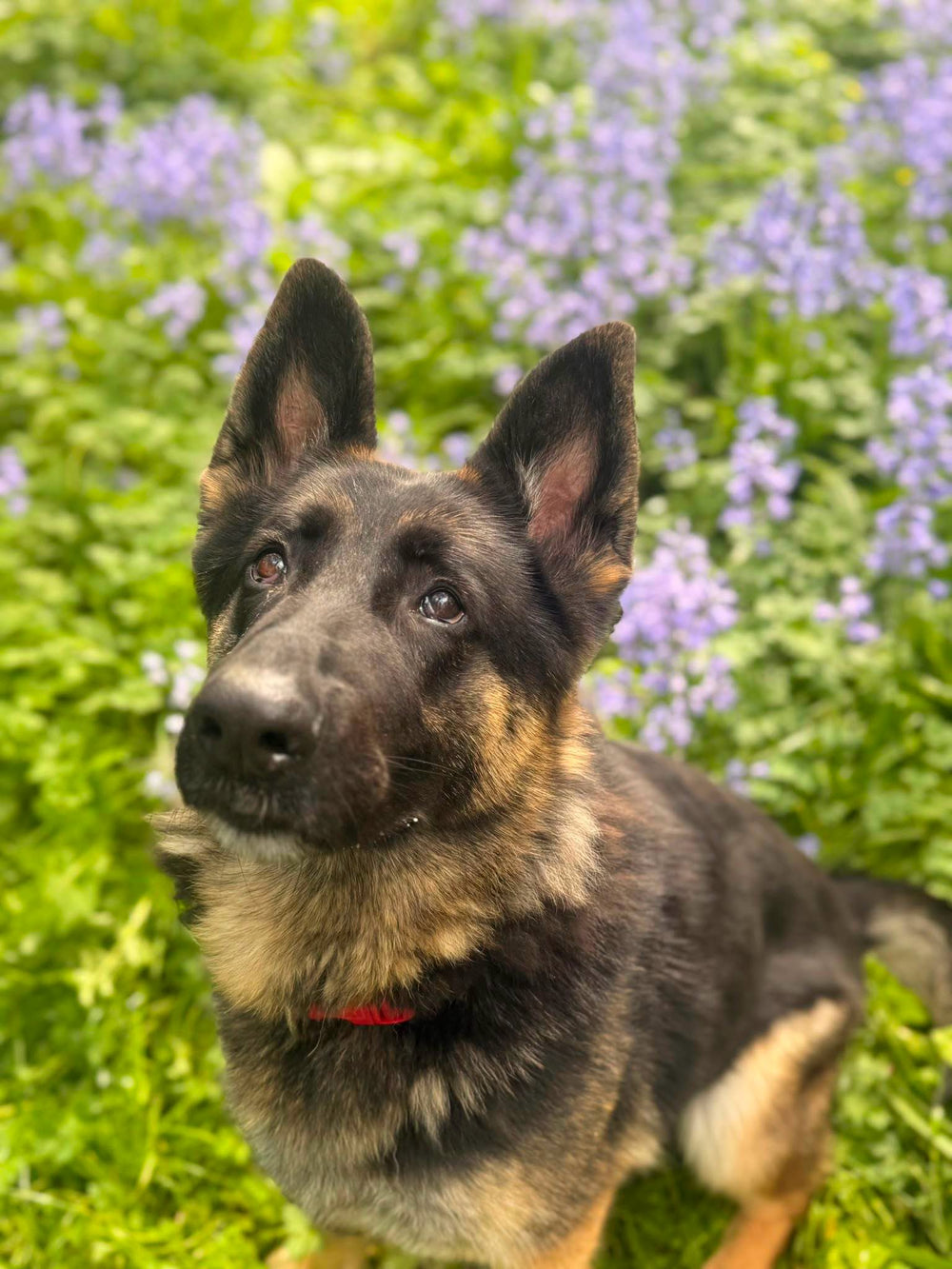 Shea