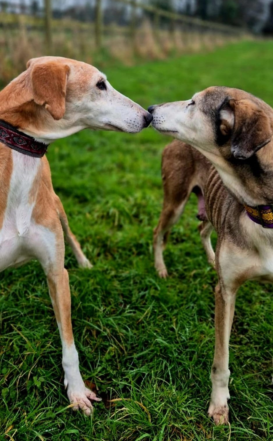 Sighthounds