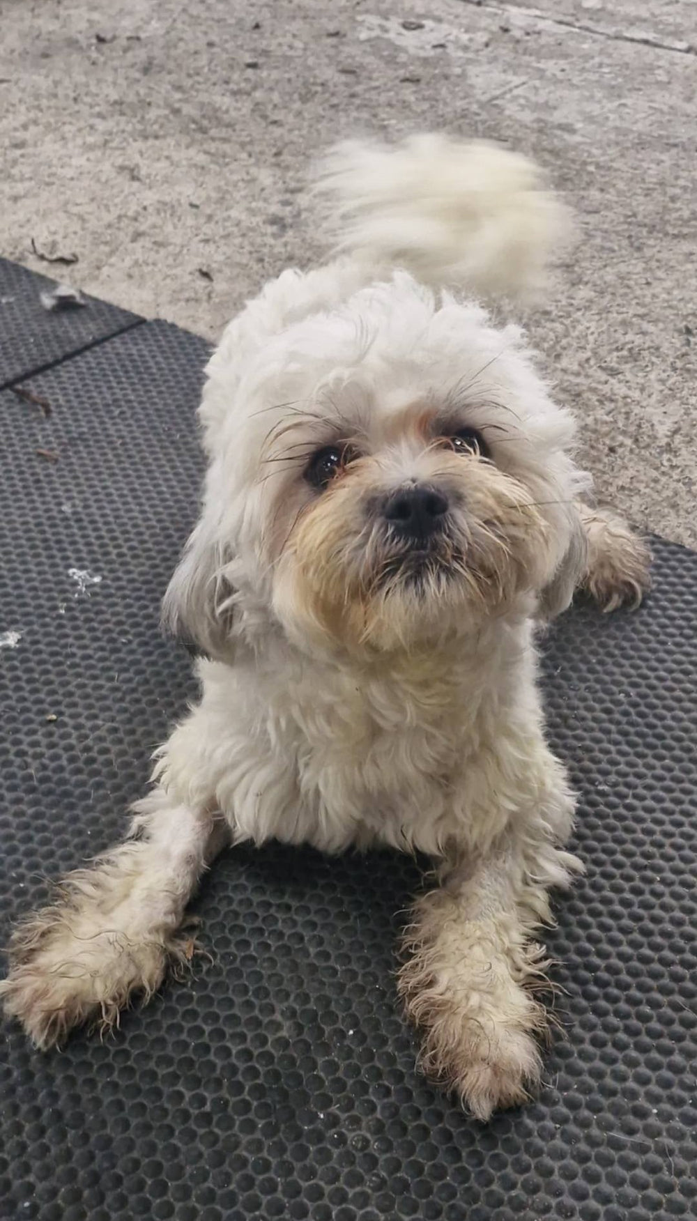 Suki