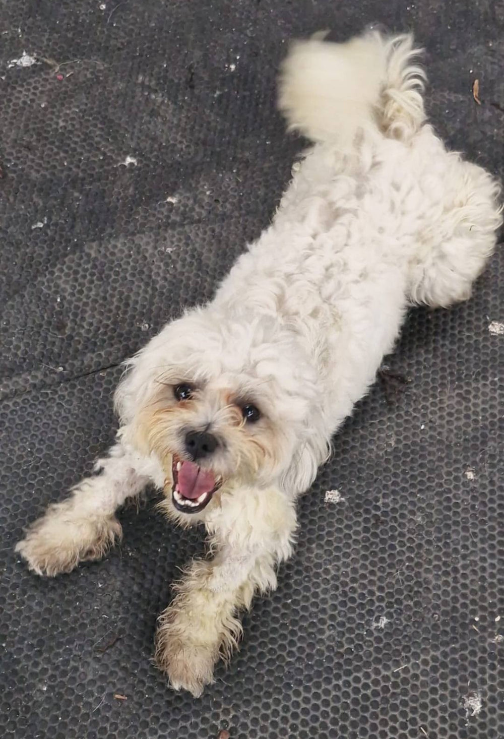 Suki