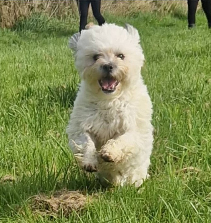 Suki