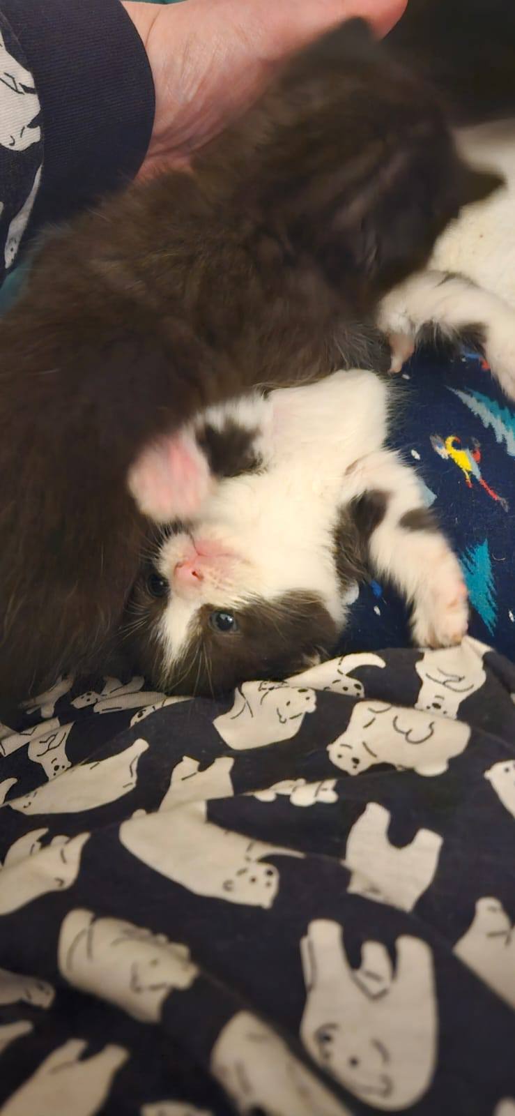 Thimbleberry and Mulberry