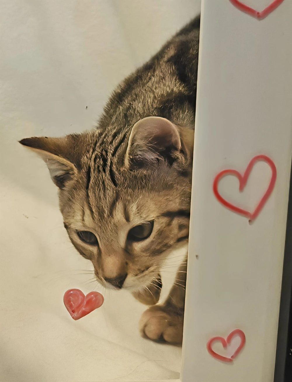 Gift, Ribbon, Tag and Pressie 