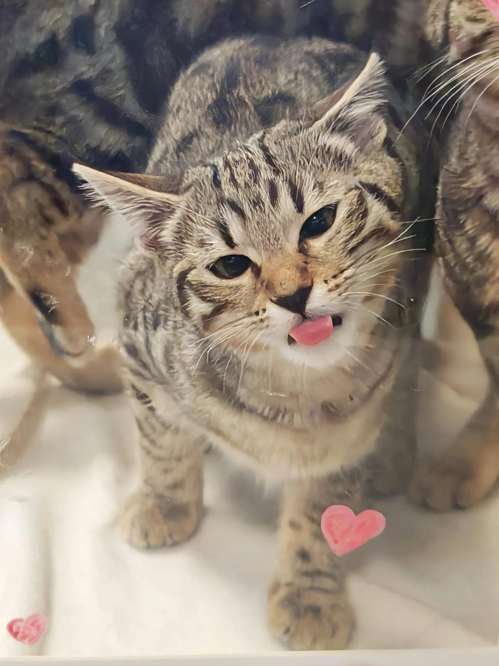 Gift, Ribbon, Tag and Pressie 