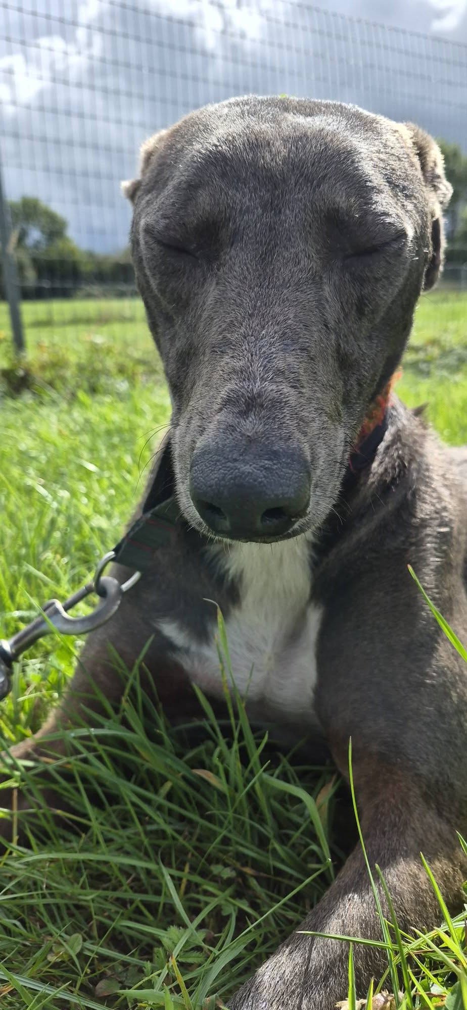 Taurus