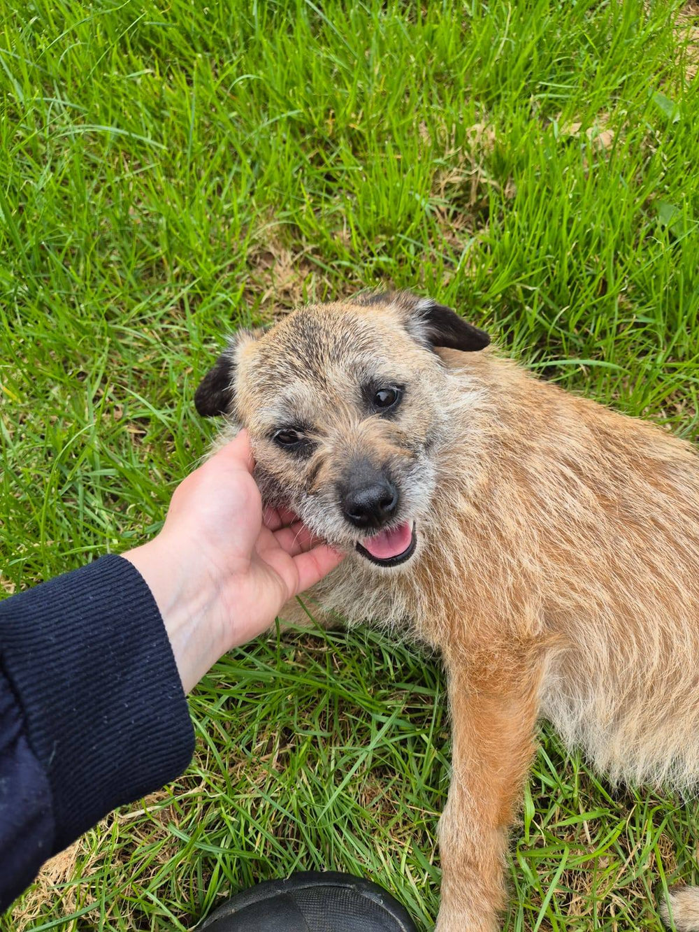 Tawny
