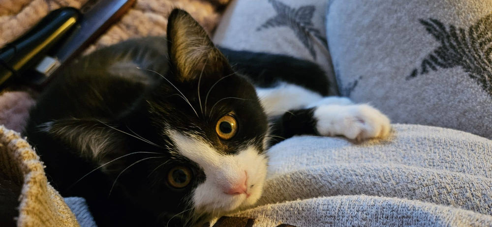 Thimbleberry and Mulberry