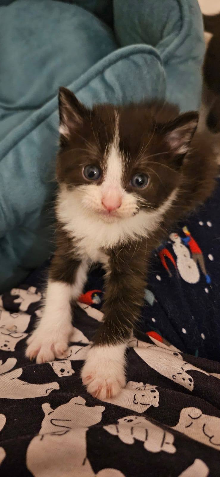 Thimbleberry and Mulberry