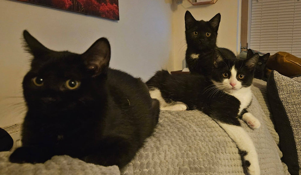 Thimbleberry and Mulberry