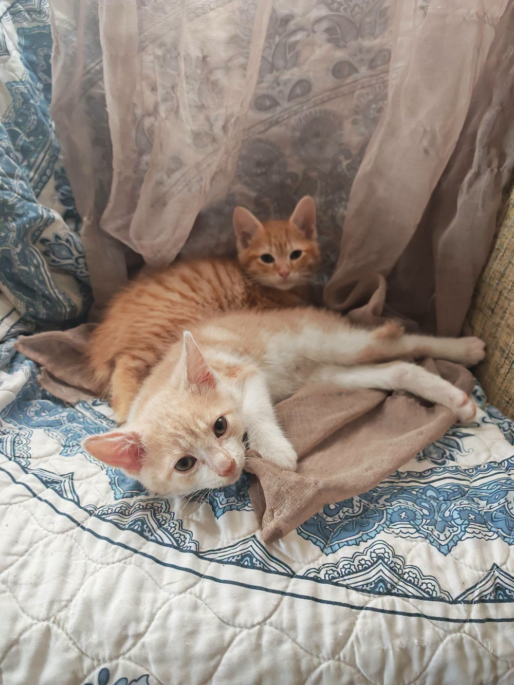 Vanilla and Cinnamon Toast