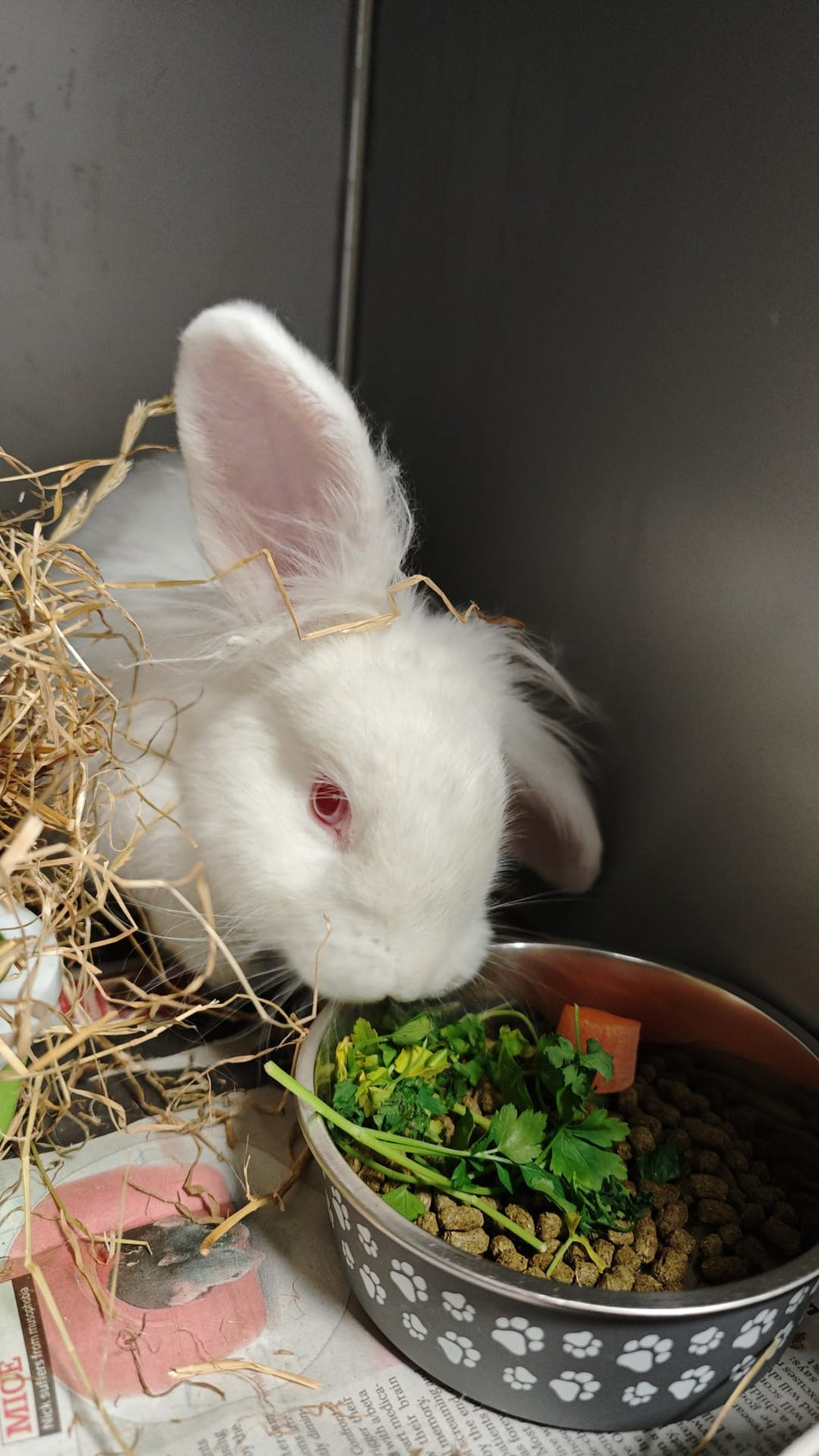 Trix