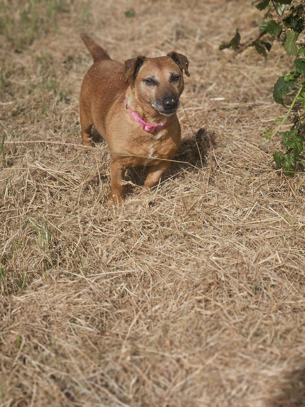 Tulla
