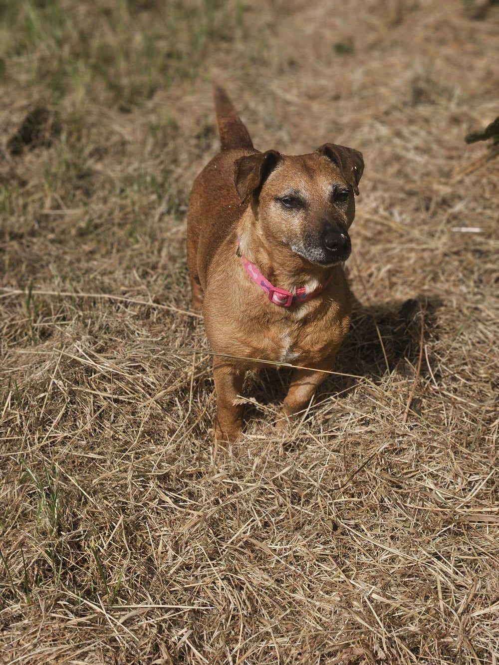 Tulla