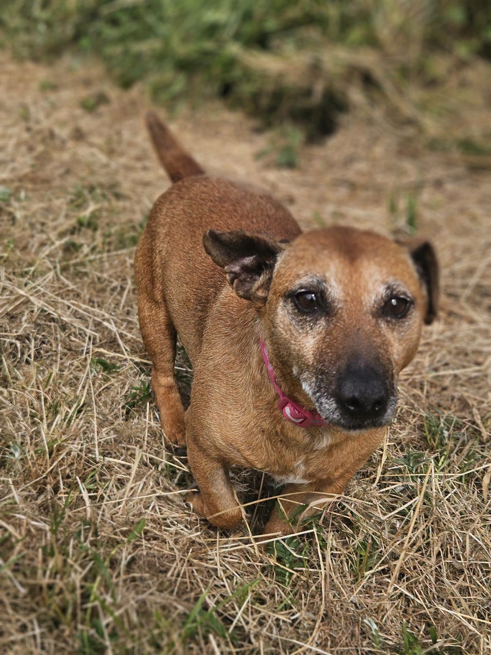 Tulla