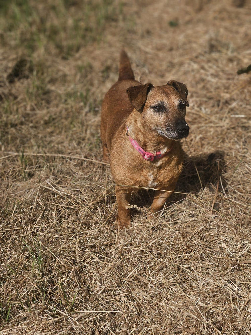 Tulla
