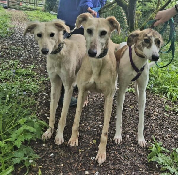 Sighthounds