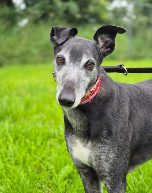 Health and Healing Support